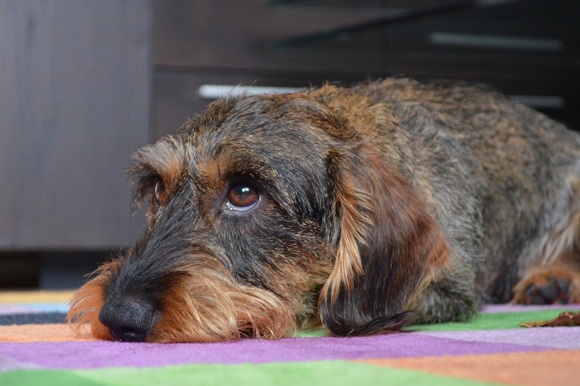 Bad Reichenhall – Der kleine Bello sucht!